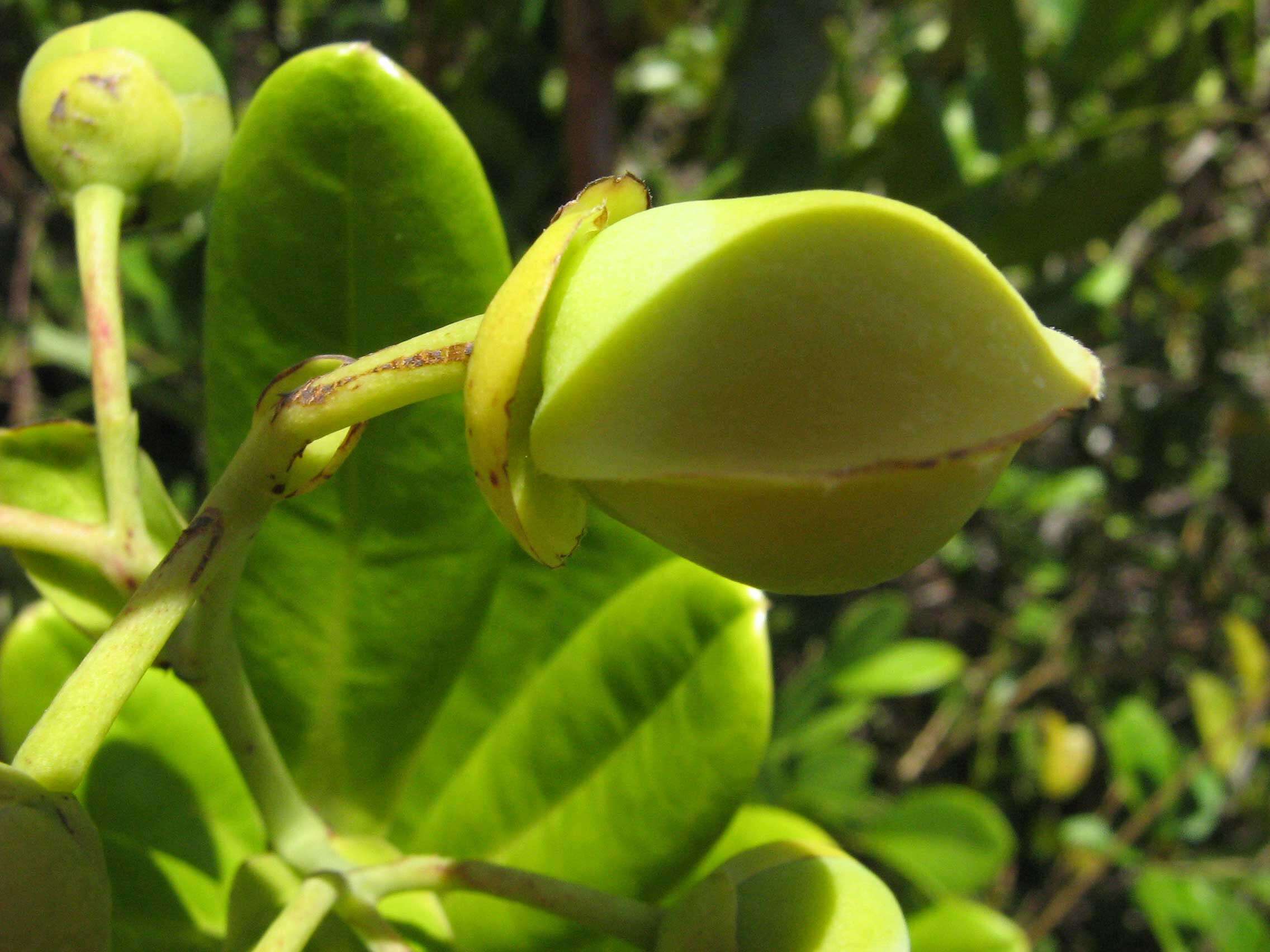 Plancia ëd Davilla sessilifolia Fraga