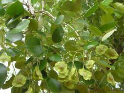 Image of pterocarpus