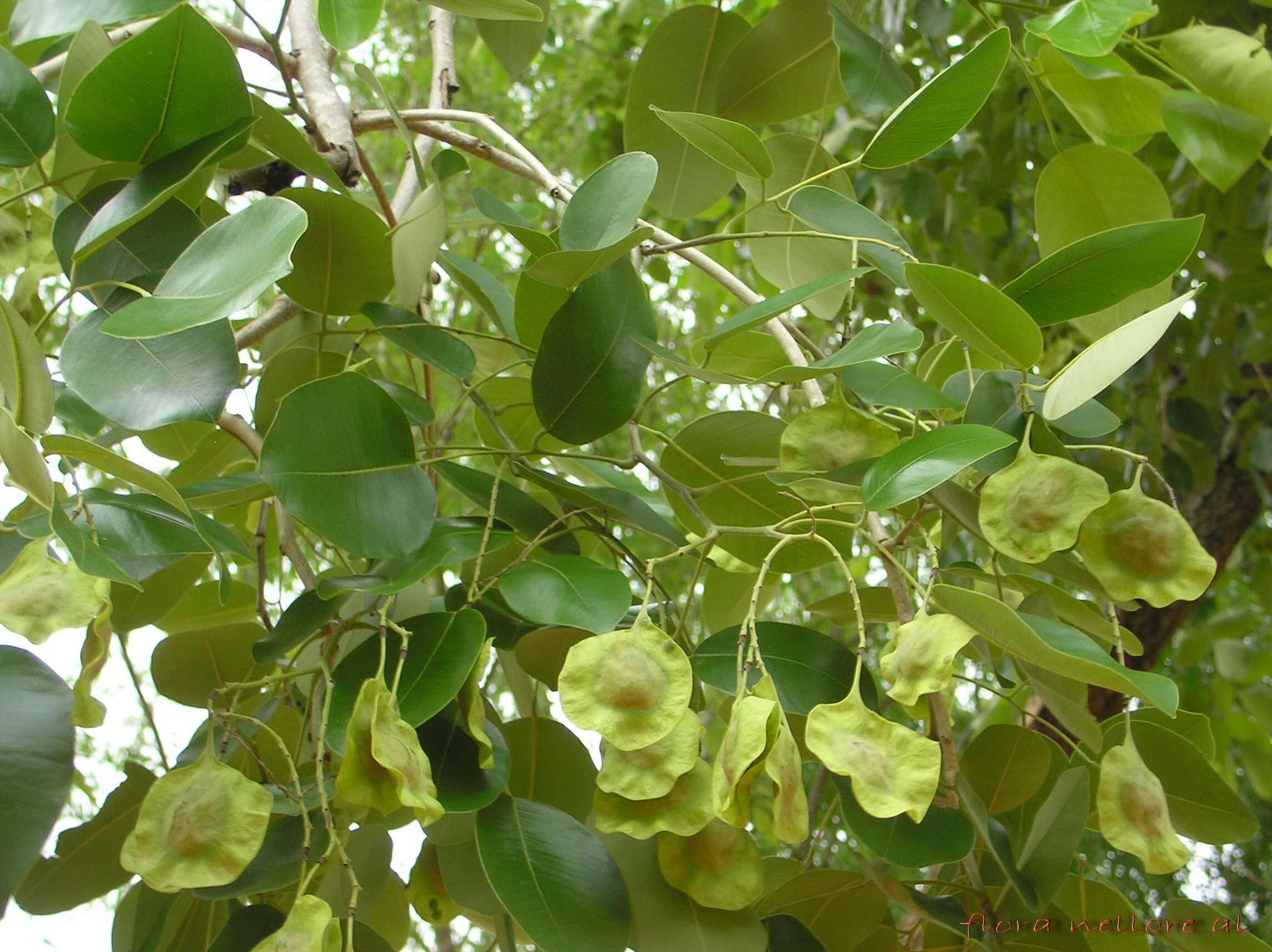 Image of pterocarpus