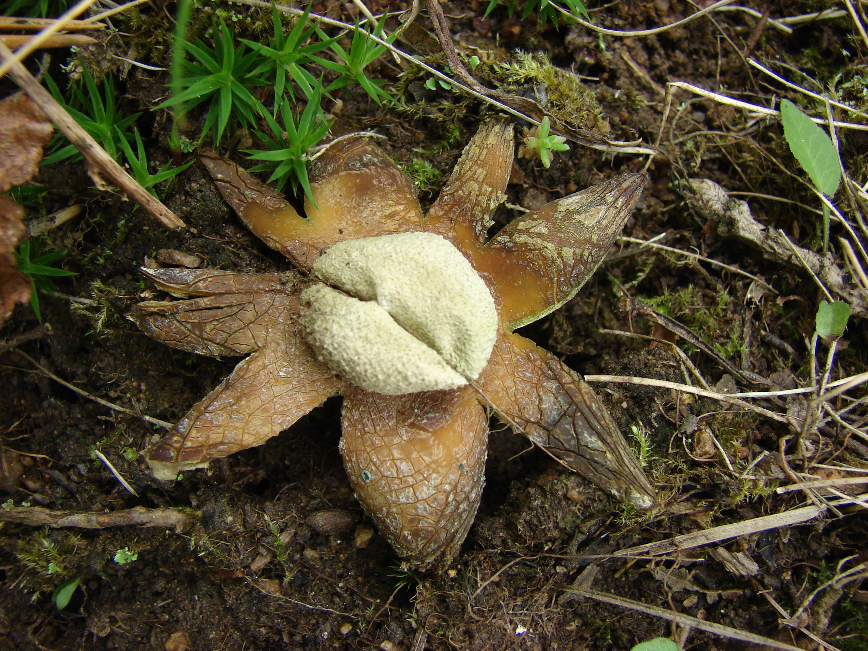 Image of False Earthstar