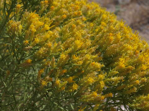 Image of rabbitbrush