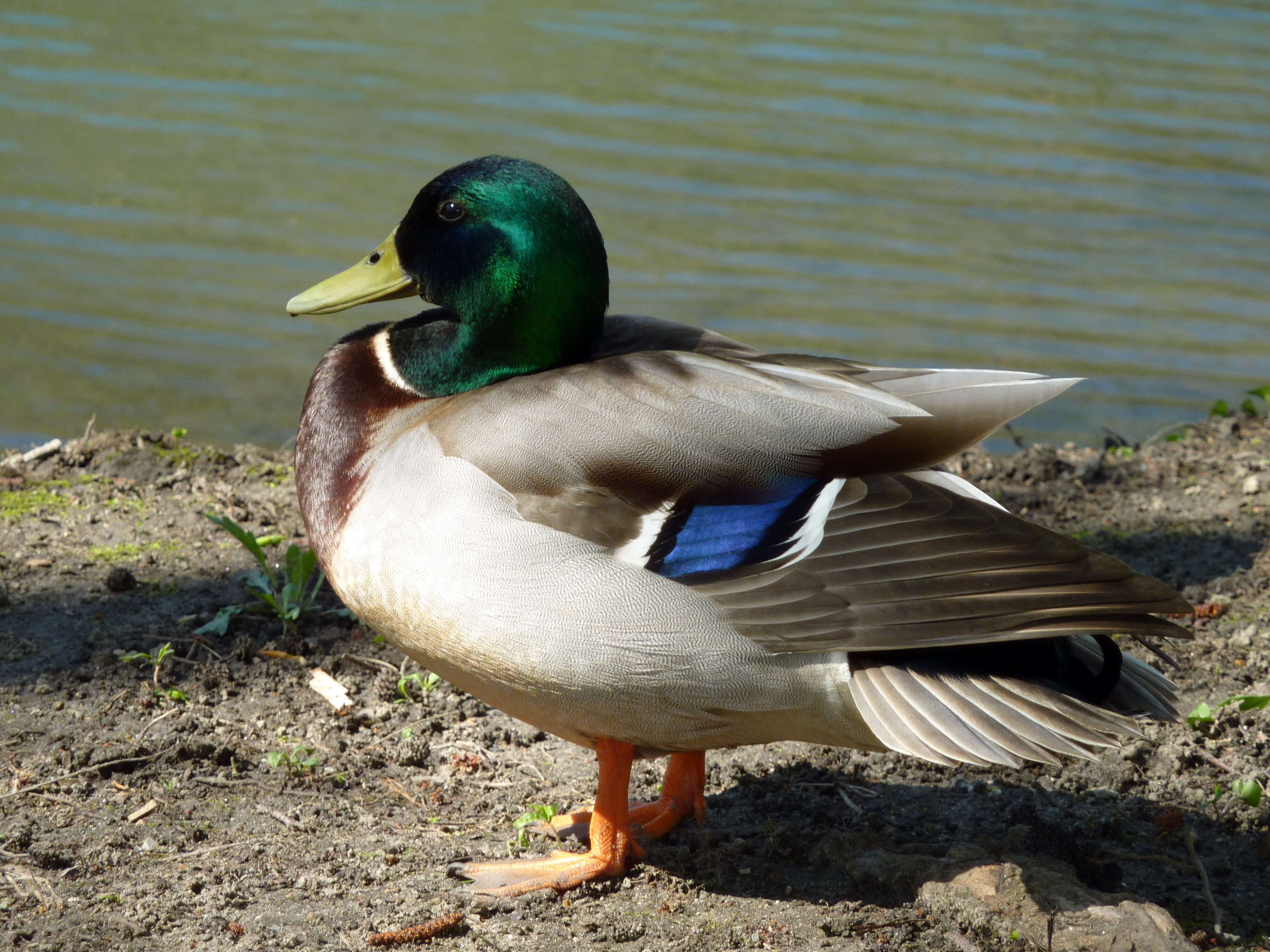 Image of Common Mallard