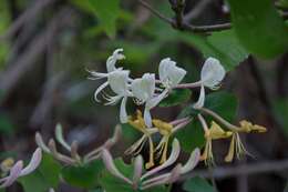 Imagem de Lonicera caprifolium L.