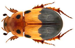 Aphodiinae resmi