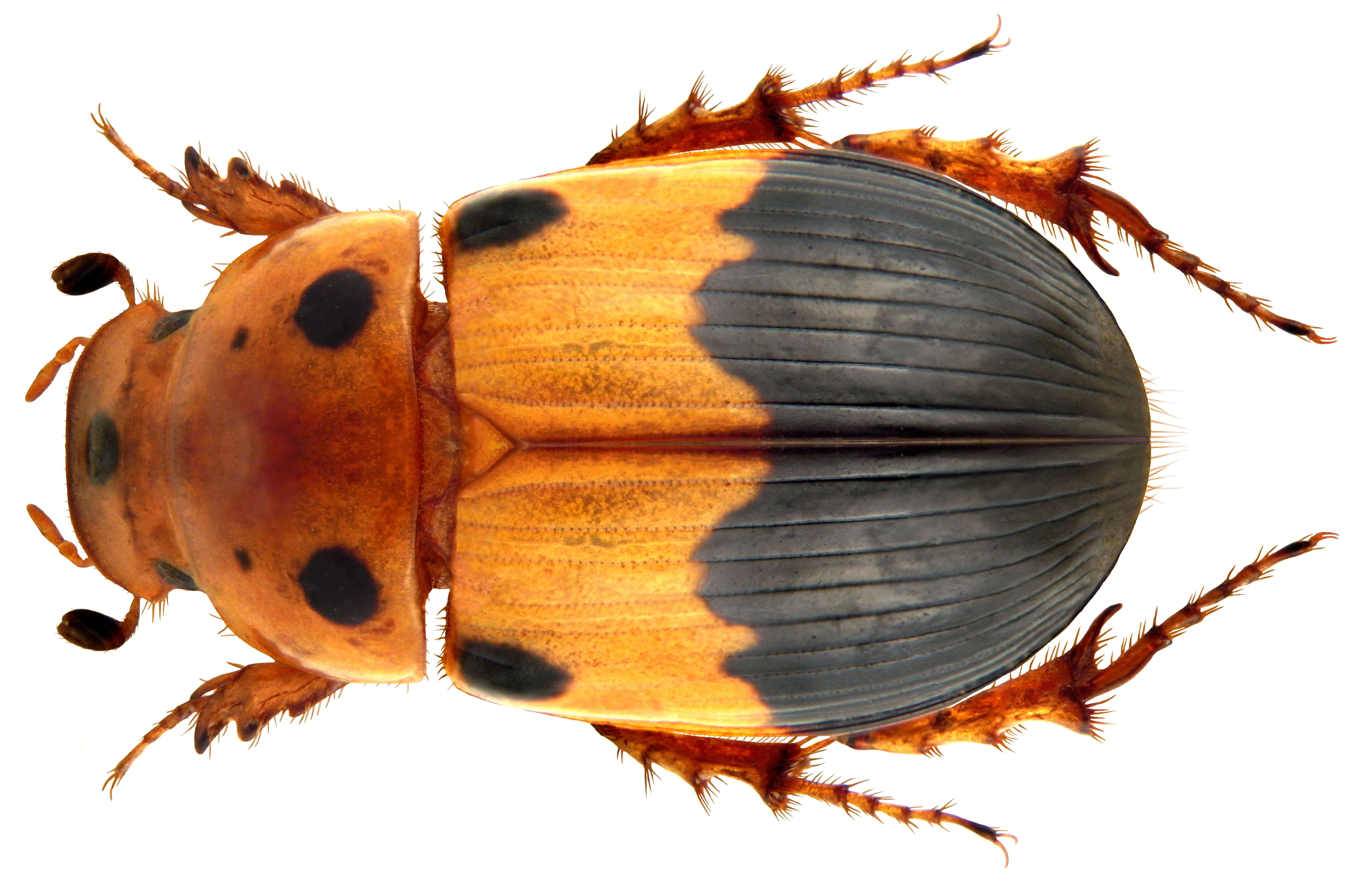 Image of Aphodiinae