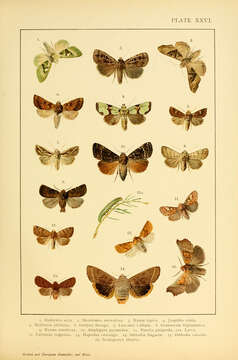 Image of Phlogophora scita Hübner 1791