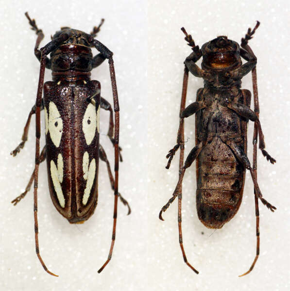 Image of Prosopocera (Alphitopola) peeli (Gahan 1900)