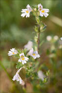 Imagem de Euphrasia officinalis subsp. officinalis