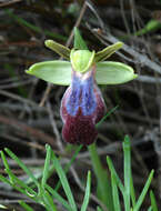 Image of Ophrys fusca subsp. iricolor (Desf.) K. Richt.