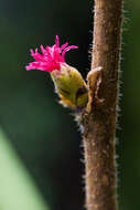 Image of Western Beaked Hazel