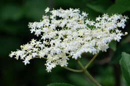 Imagem de Sambucus