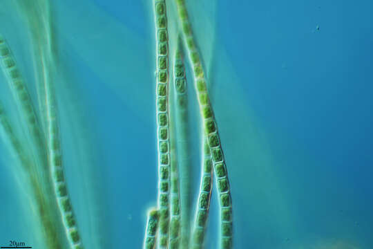 Microspora pachyderma (Wille) Lagerheim 1887的图像