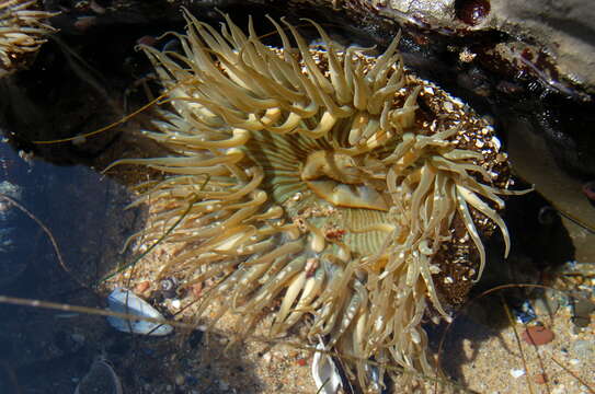 Image of giant green anemone