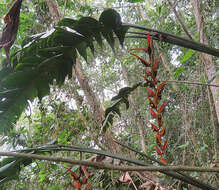 Image of Heliconia pastazae L. Andersson