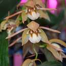 Image of Coelogyne fuscescens Lindl.