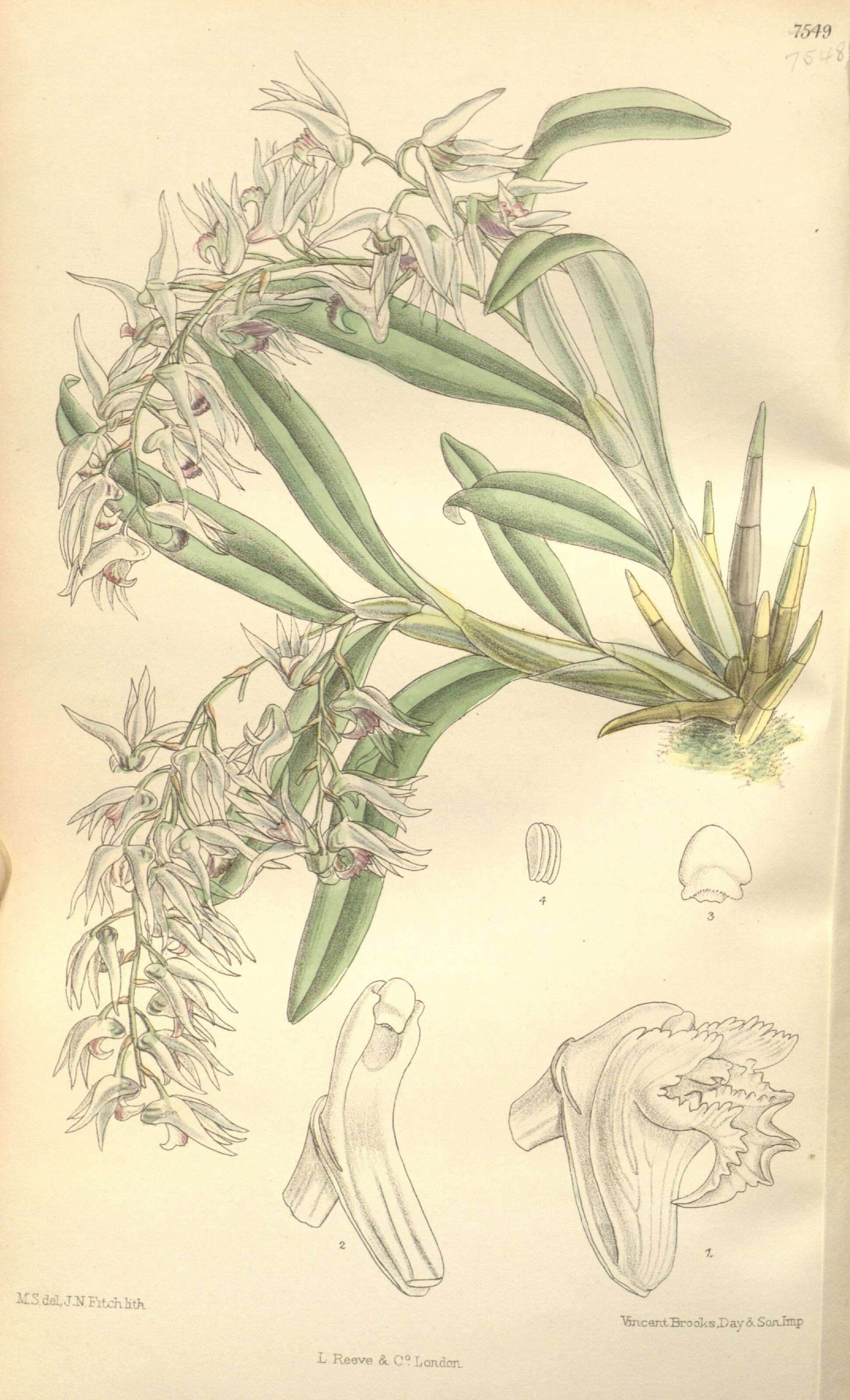 Image of Dendrobium denudans D. Don