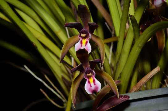 Image of Cymbidium atropurpureum (Lindl.) Rolfe