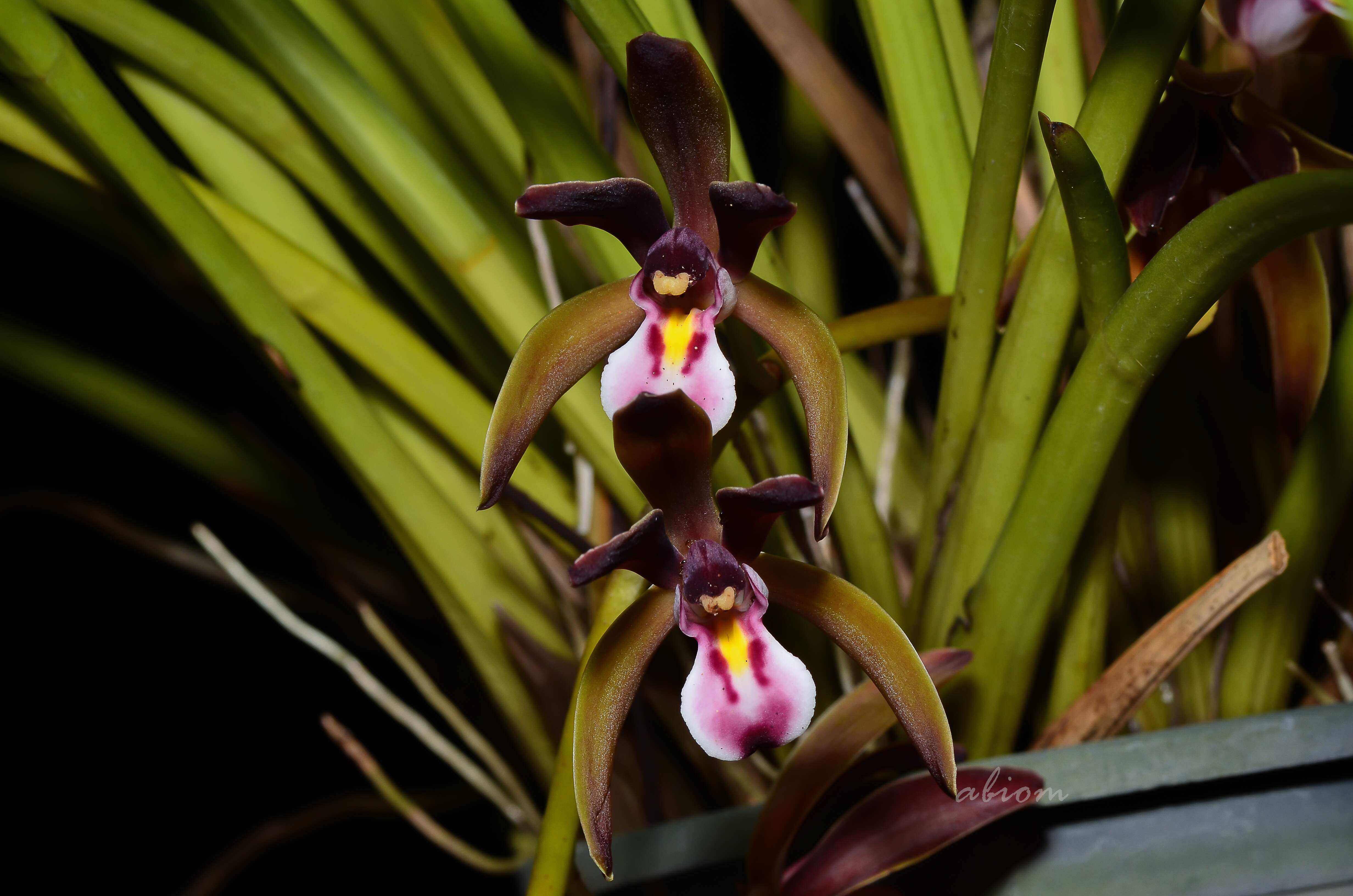 Cymbidium atropurpureum (Lindl.) Rolfe的圖片