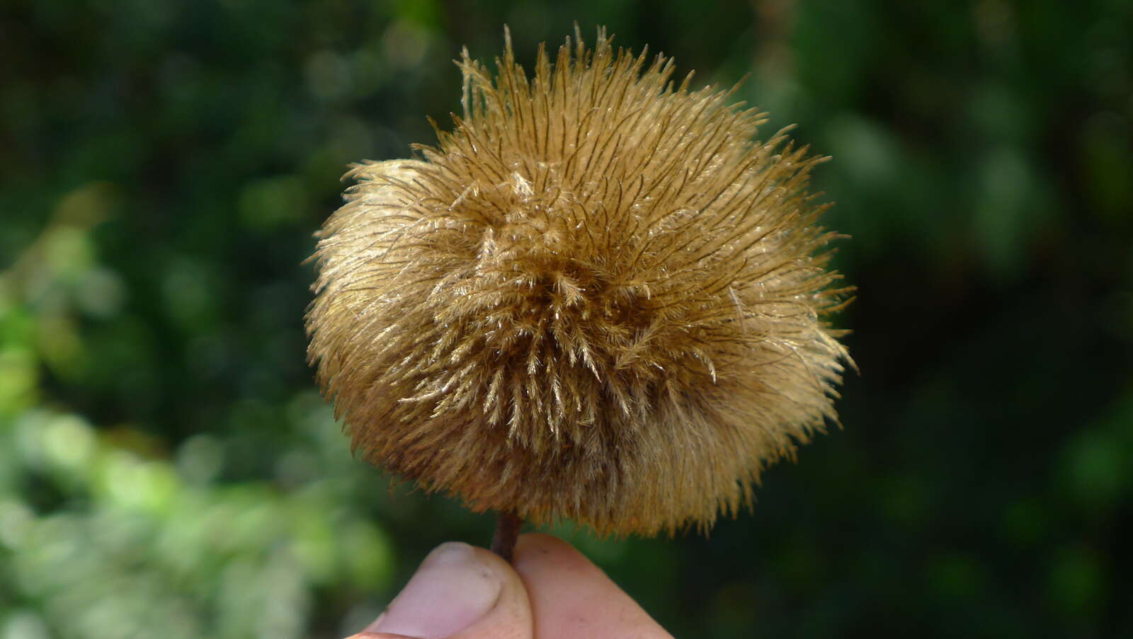 Image of Apeiba tibourbou Aubl.