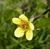 Image of avens