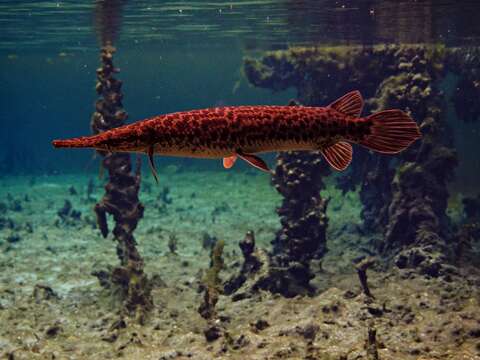 Image of Florida Gar