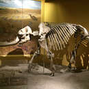 Image of <i>Stegomastodon arizonae</i>