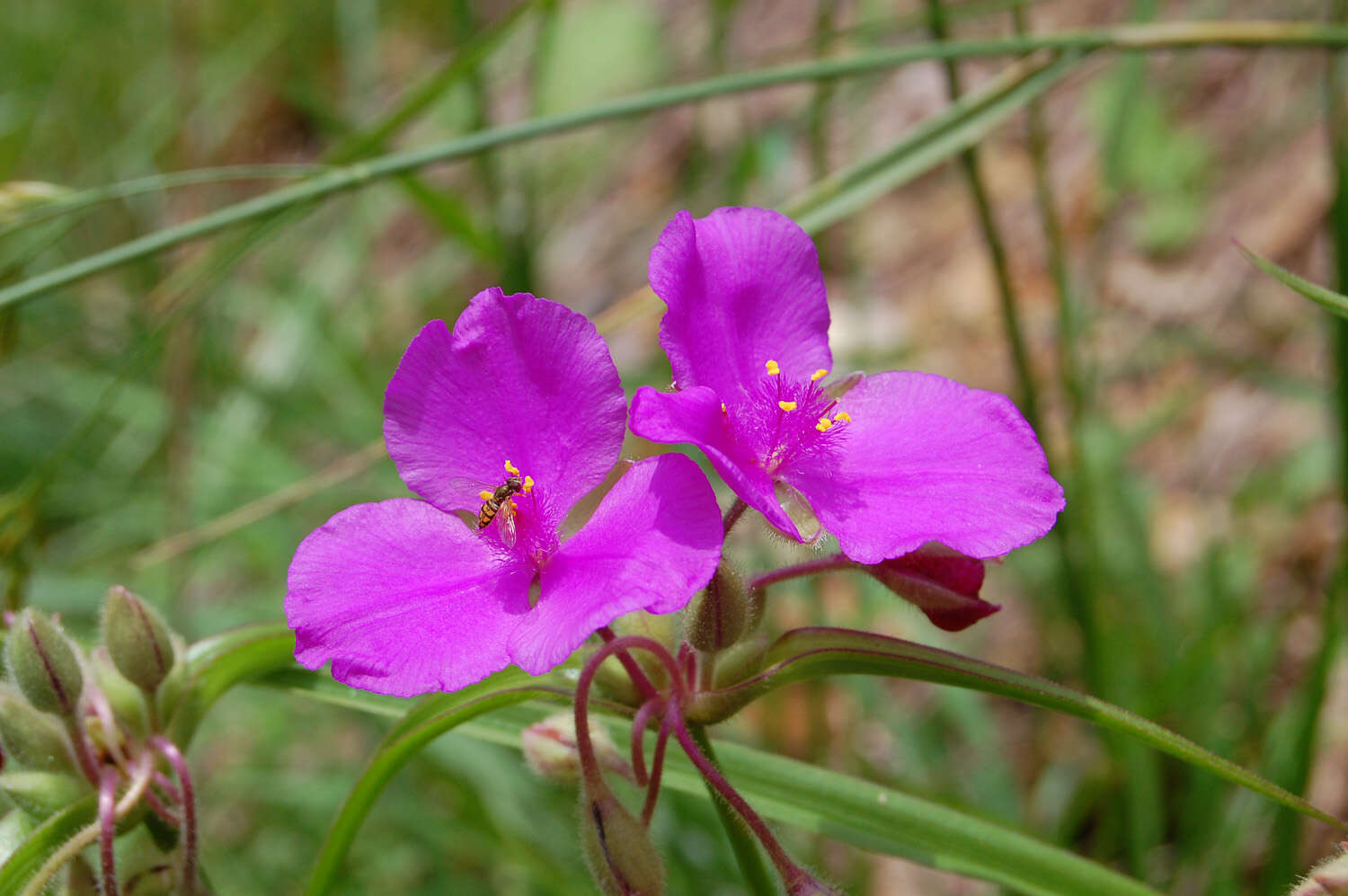 Слика од Tradescantia ohiensis Raf.