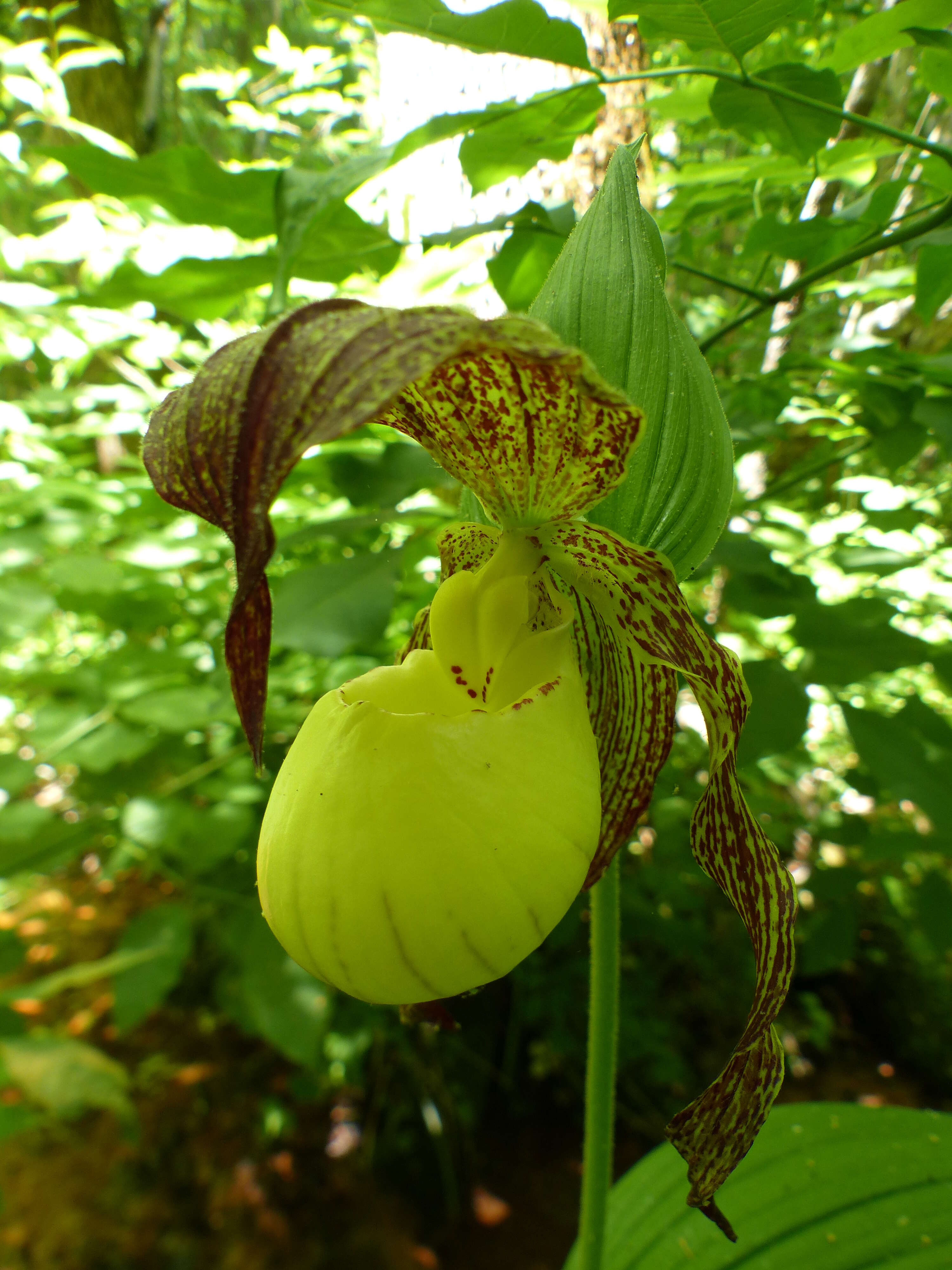 Image of Kentucky lady's slipper