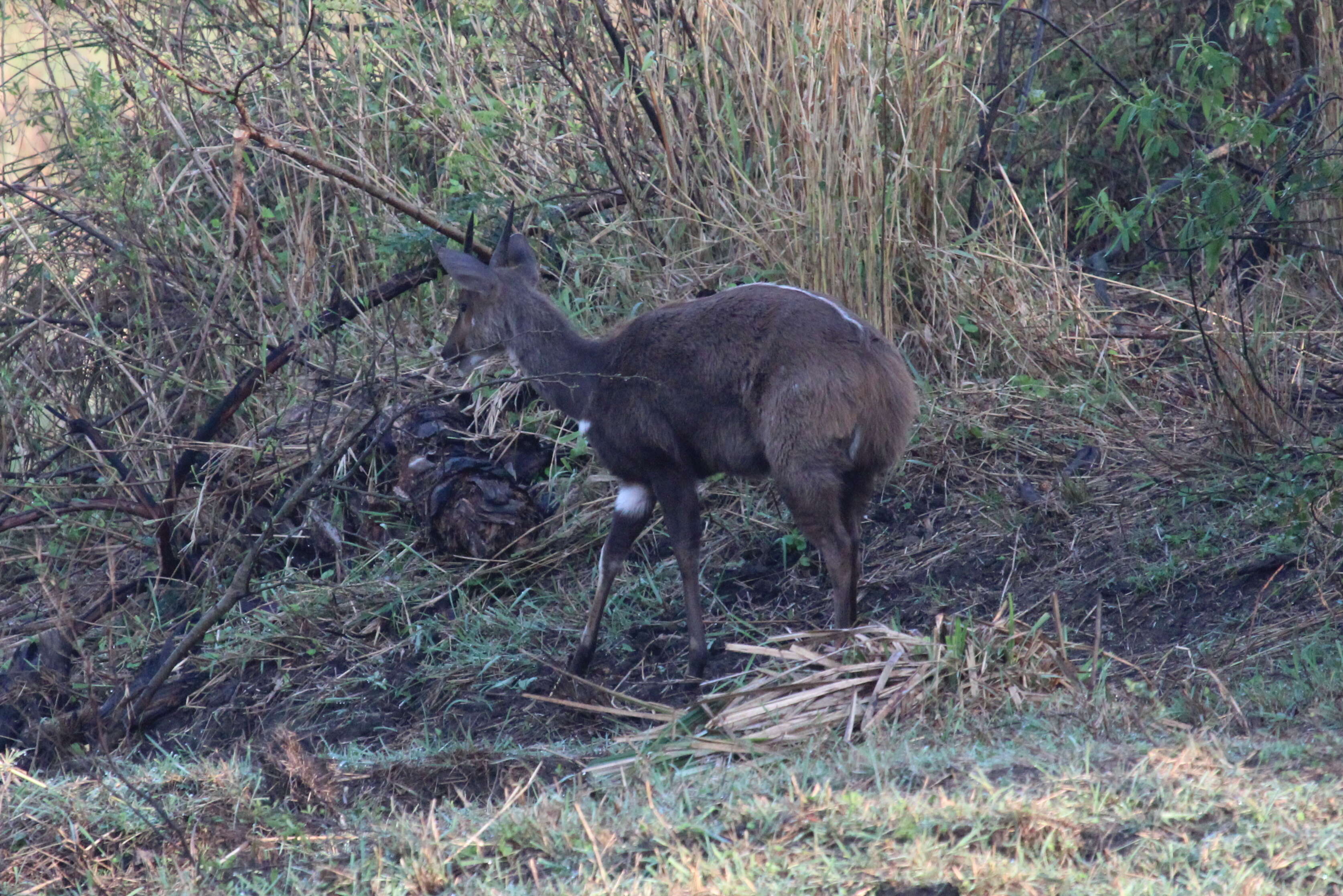 Image of Spiral-horned Antelope