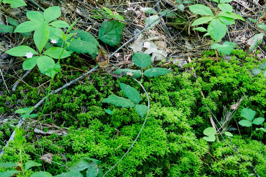 Image of Western Starflower