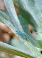 Image of Phytoecia malachitica Lucas 1849