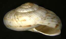 Image of Gastropoda