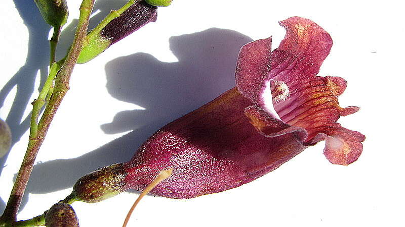 Imagem de Jacaranda jasminoides (Thunb.) Sandwith