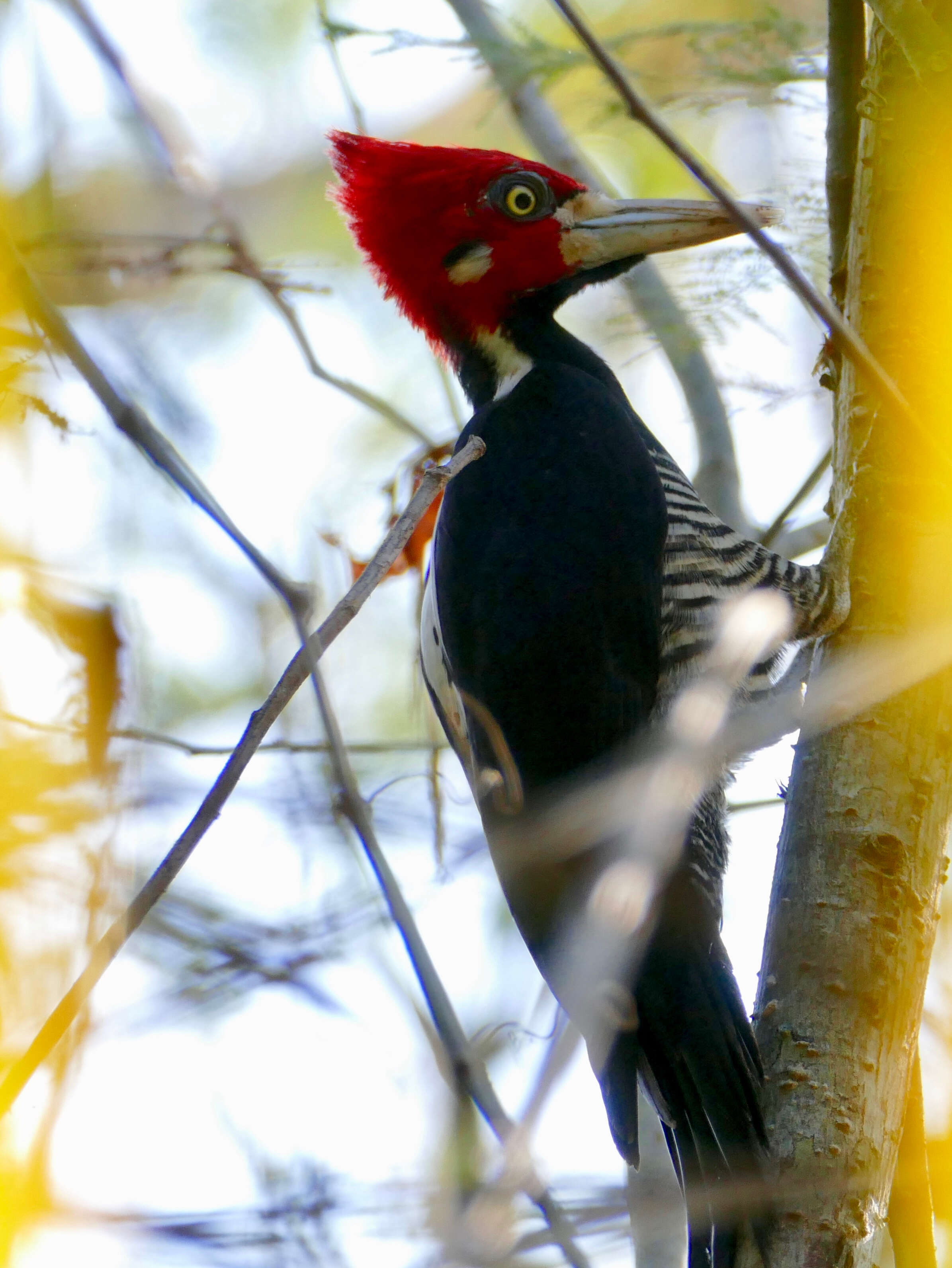 Image of Crimson-crested Woodpecker