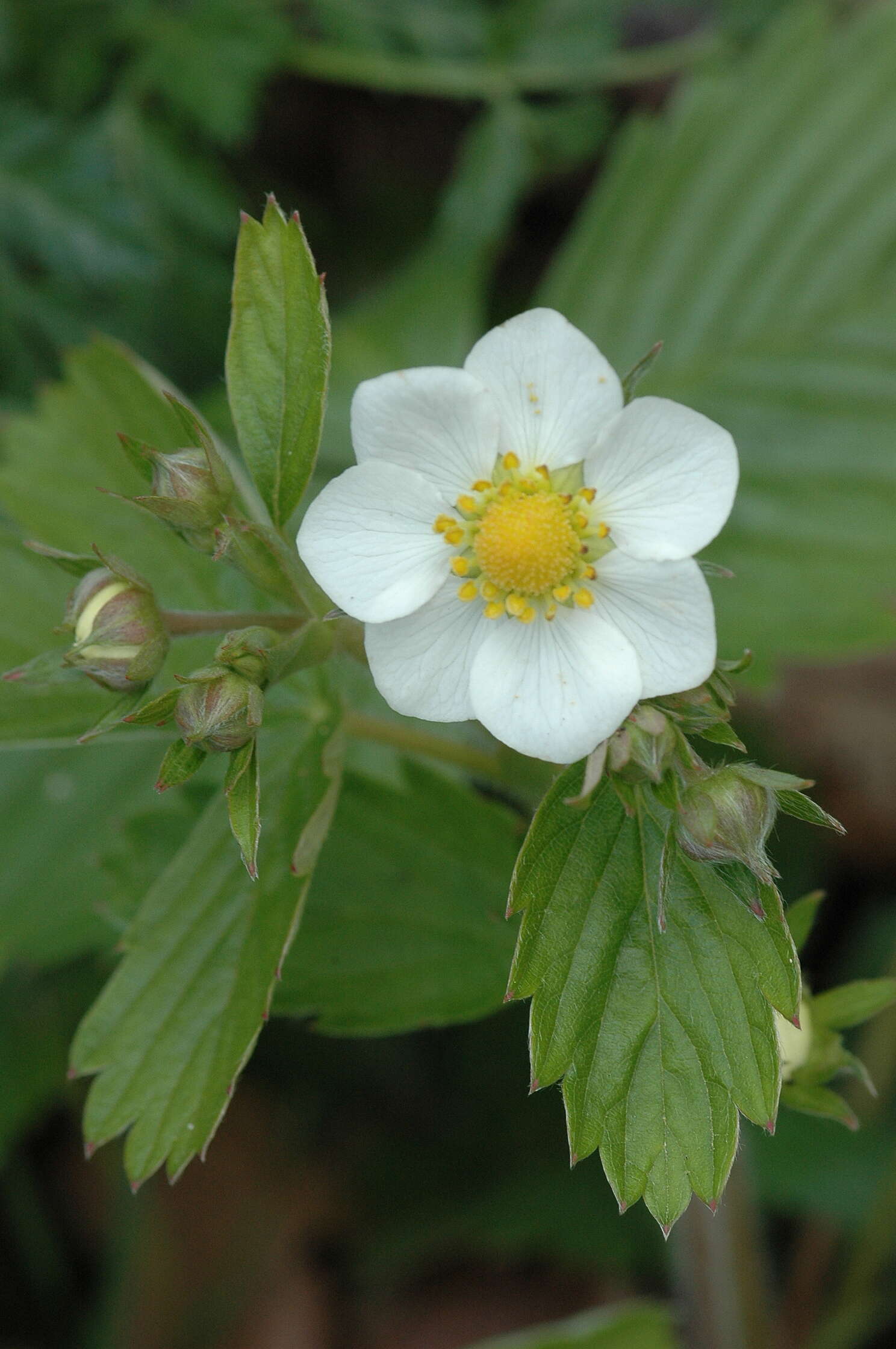 Image of strawberry