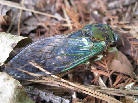 Image of Neotibicen tibicen australis (Davis & W. T. 1912)