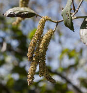 صورة Alnus acuminata Kunth