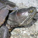 Image of Hispaniolan Slider Turtle