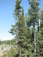 Image of spruce