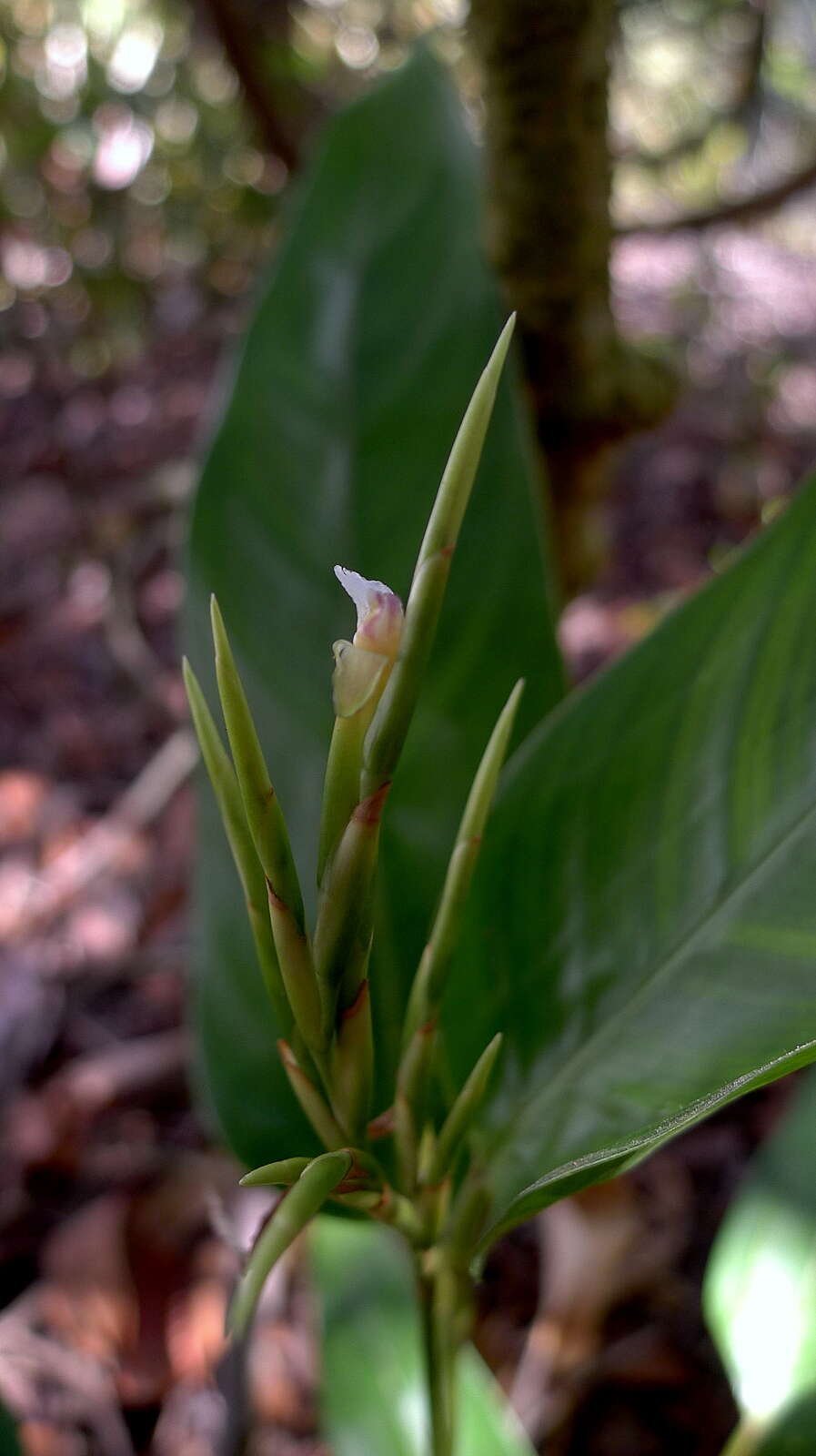 Image of Monotagma plurispicatum (Körn.) K. Schum.