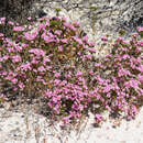 Image of Frankenia glomerata Turcz.