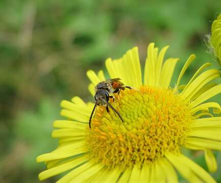 Lasioglossum albipes (Fabricius 1781)的圖片