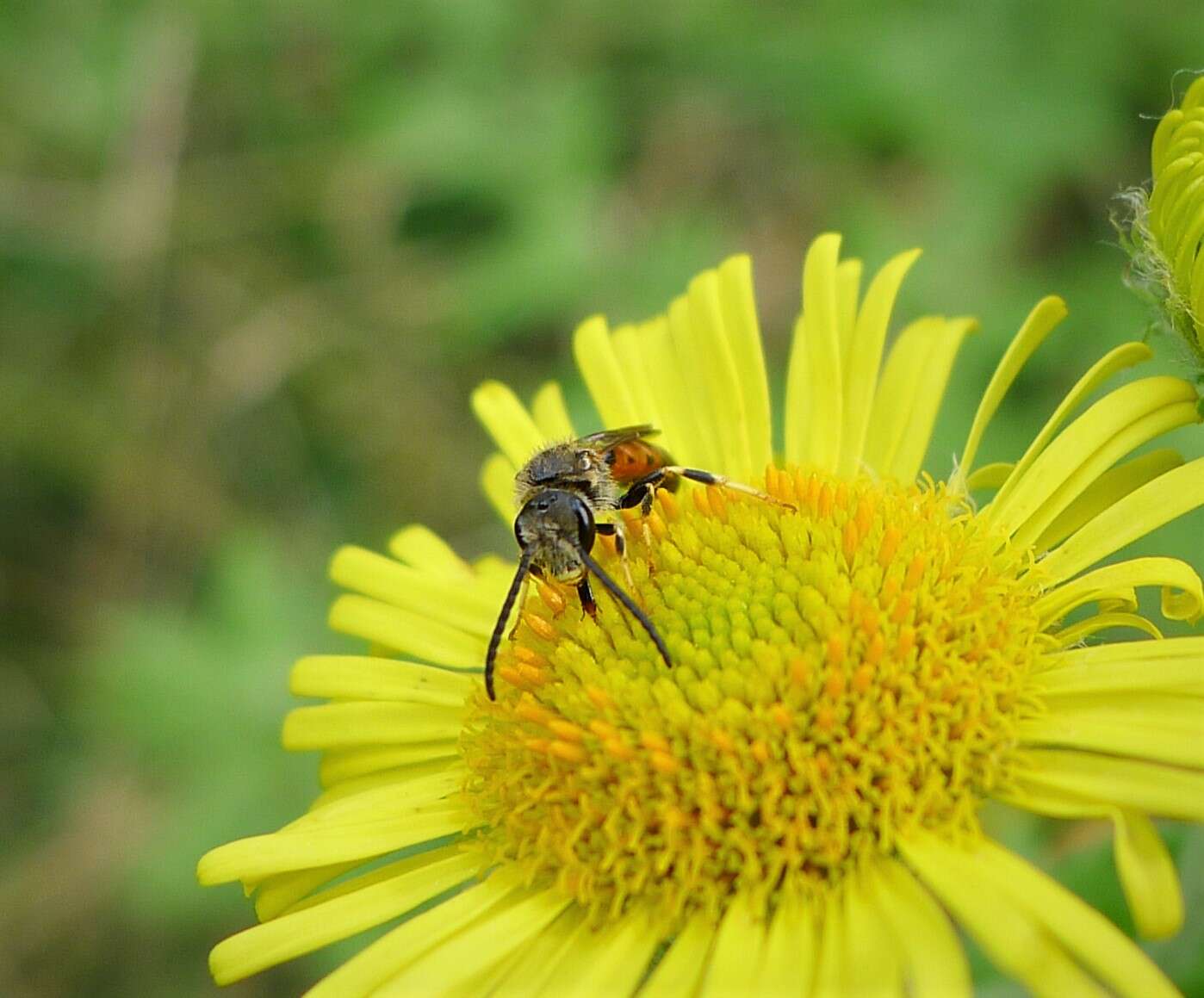 Image of sweat bees