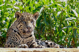 Image of Jaguar