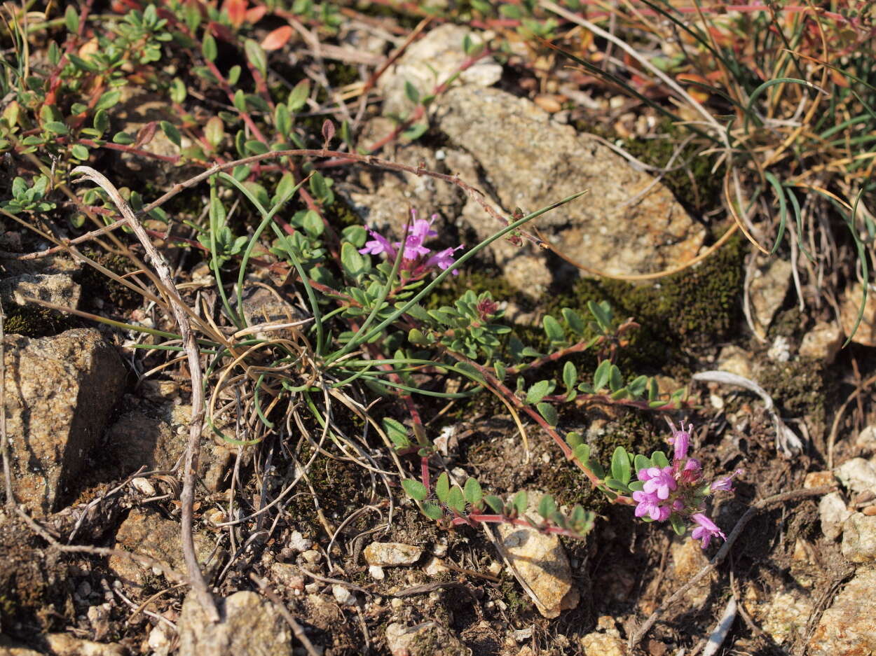 Thymus praecox Opiz resmi