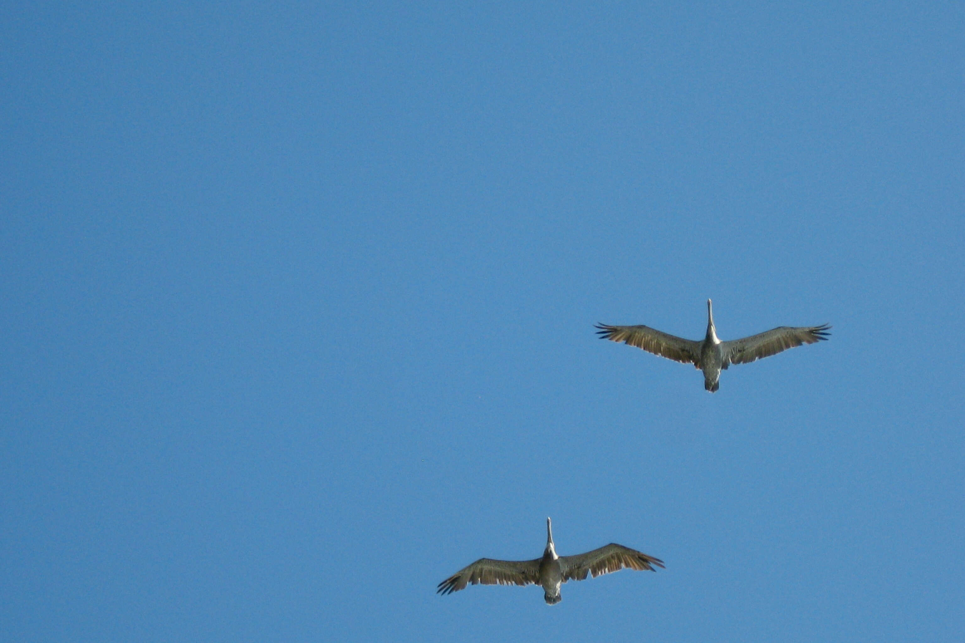 Image of pelicans