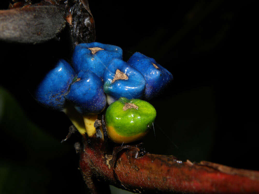 Image of Heliconia osaensis Cufod.