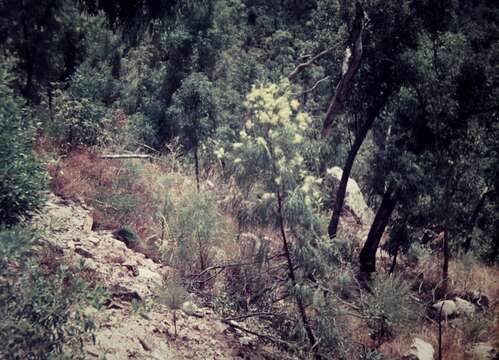 Image of Grevillea parallela Knight