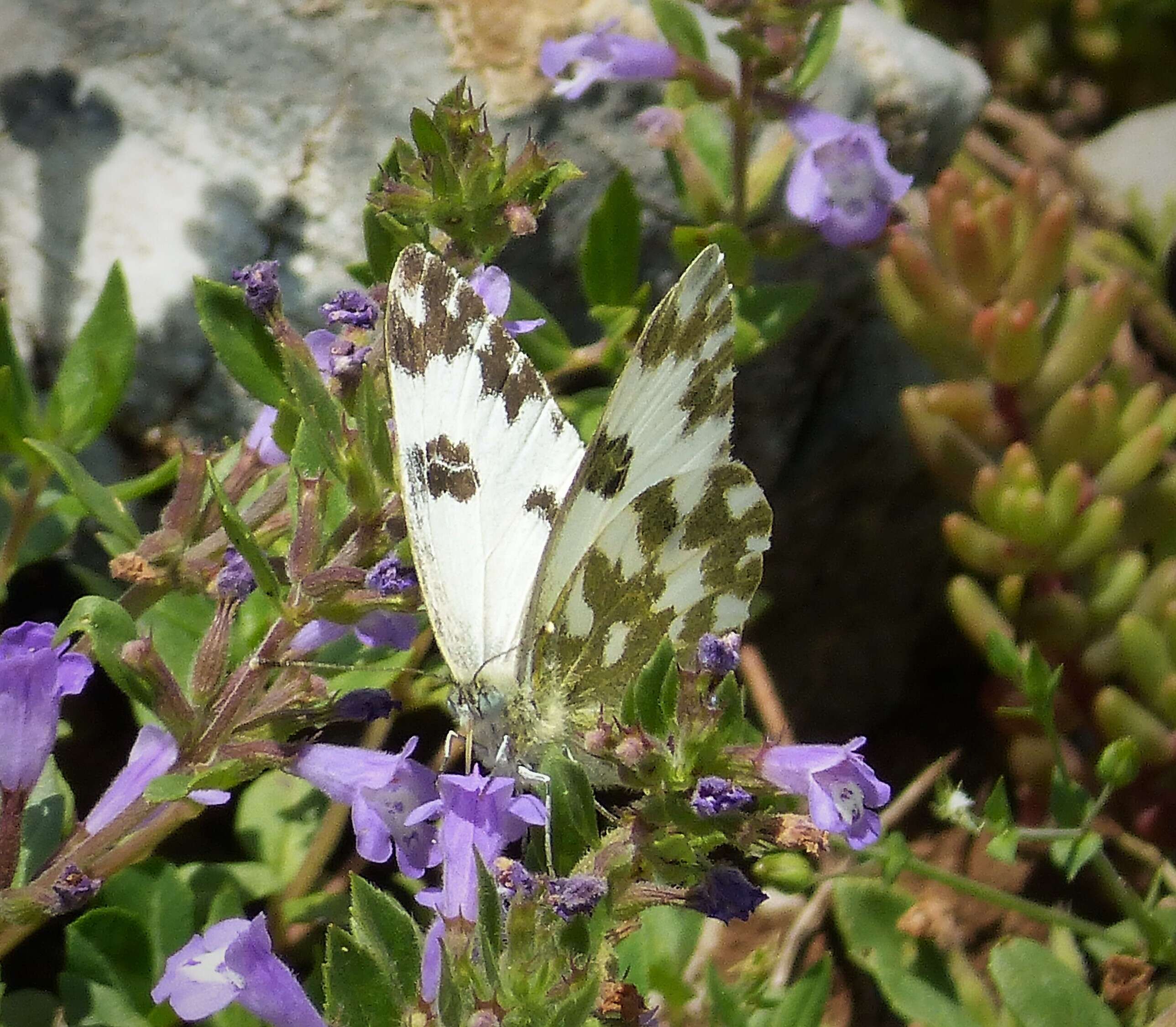 Image of Checkered Whites