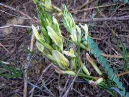 Image of Astragalus monspessulanus subsp. gypsophilus Rouy